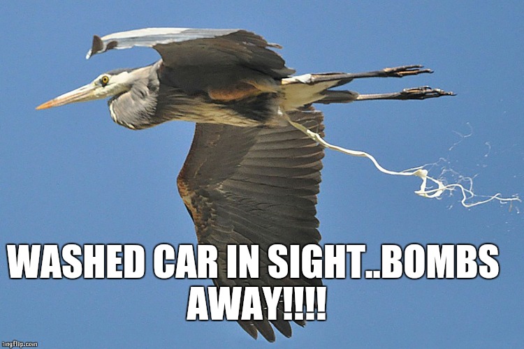 BirdPoop | WASHED CAR IN SIGHT..BOMBS AWAY!!!! | image tagged in birdpoop | made w/ Imgflip meme maker