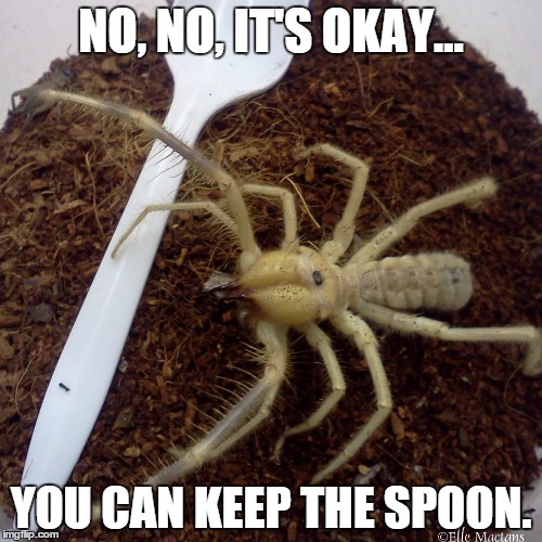 Keep the Spoon | NO, NO, IT'S OKAY... YOU CAN KEEP THE SPOON. | image tagged in keep the spoon,camel spider,solifugae,arachnid,spoon,nope nope nope | made w/ Imgflip meme maker