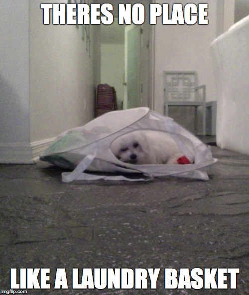 Theres no place like home | THERES NO PLACE; LIKE A LAUNDRY BASKET | image tagged in annoyed dog,cute dog,meme | made w/ Imgflip meme maker