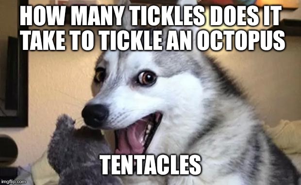 Pun dog - husky | HOW MANY TICKLES DOES IT TAKE TO TICKLE AN OCTOPUS; TENTACLES | image tagged in pun dog - husky | made w/ Imgflip meme maker