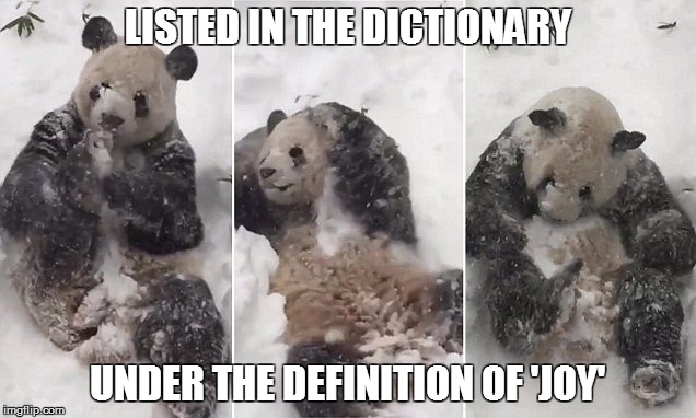 Pandas for $500, Alex | LISTED IN THE DICTIONARY; UNDER THE DEFINITION OF 'JOY' | image tagged in blizzardjonas2016 winterstormpanda tiantiansnowmageddonpanda | made w/ Imgflip meme maker