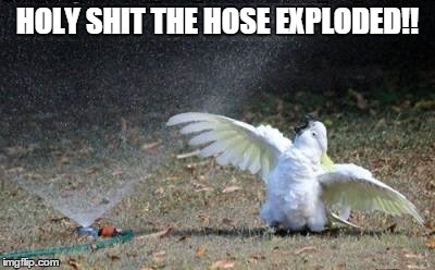 Holy shit | HOLY SHIT THE HOSE EXPLODED!! | image tagged in hose exploded,cockatoo | made w/ Imgflip meme maker