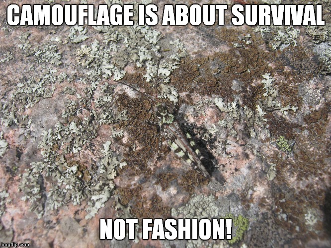 CAMOUFLAGE IS ABOUT SURVIVAL; NOT FASHION! | image tagged in camping | made w/ Imgflip meme maker