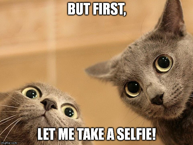 BUT FIRST, LET ME TAKE A SELFIE! | image tagged in cats,selfie | made w/ Imgflip meme maker