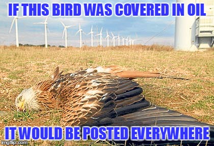The losses are staggering and the press is silent. | IF THIS BIRD WAS COVERED IN OIL; IT WOULD BE POSTED EVERYWHERE | image tagged in dead bird,environment | made w/ Imgflip meme maker