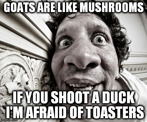 Stop Making Sense! | GOATS ARE LIKE MUSHROOMS; IF YOU SHOOT A DUCK I'M AFRAID OF TOASTERS | image tagged in drugs,crazy,insane,nonsense,mad,bad luck brian | made w/ Imgflip meme maker