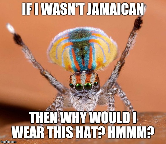 HMMM? image tagged in memes,jamaican,spider,hat,half baked,why... 