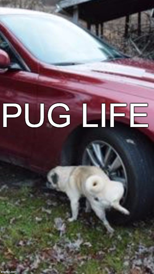PUG LIFE | image tagged in pug life | made w/ Imgflip meme maker
