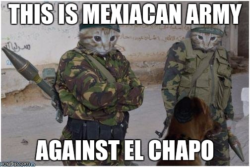Soldier cats | THIS IS MEXIACAN ARMY; AGAINST EL CHAPO | image tagged in soldier cats | made w/ Imgflip meme maker