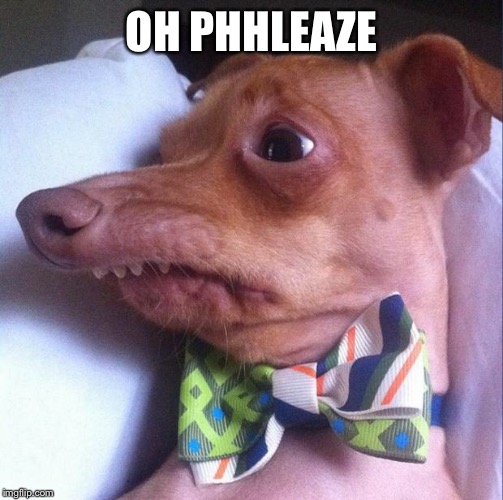 Tuna the dog (Phteven) | OH PHHLEAZE | image tagged in tuna the dog phteven | made w/ Imgflip meme maker