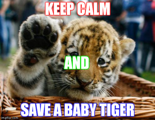 Tiger 5 | KEEP CALM; AND; SAVE A BABY TIGER | image tagged in tiger 5 | made w/ Imgflip meme maker