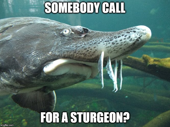 SOMEBODY CALL FOR A STURGEON? | made w/ Imgflip meme maker