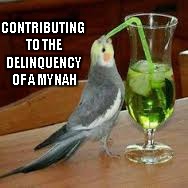 CONTRIBUTING TO THE DELINQUENCY OF A MYNAH | made w/ Imgflip meme maker