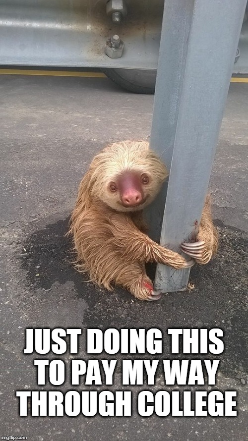 Feeling like a sloth on a leash | JUST DOING THIS TO PAY MY WAY THROUGH COLLEGE | image tagged in sloth,college,ecuador,stripper,twerk | made w/ Imgflip meme maker