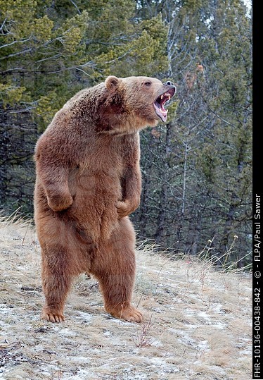 Angry bear Blank Meme Template