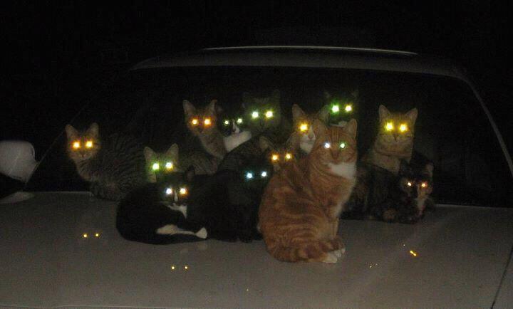 Cats on car Blank Meme Template