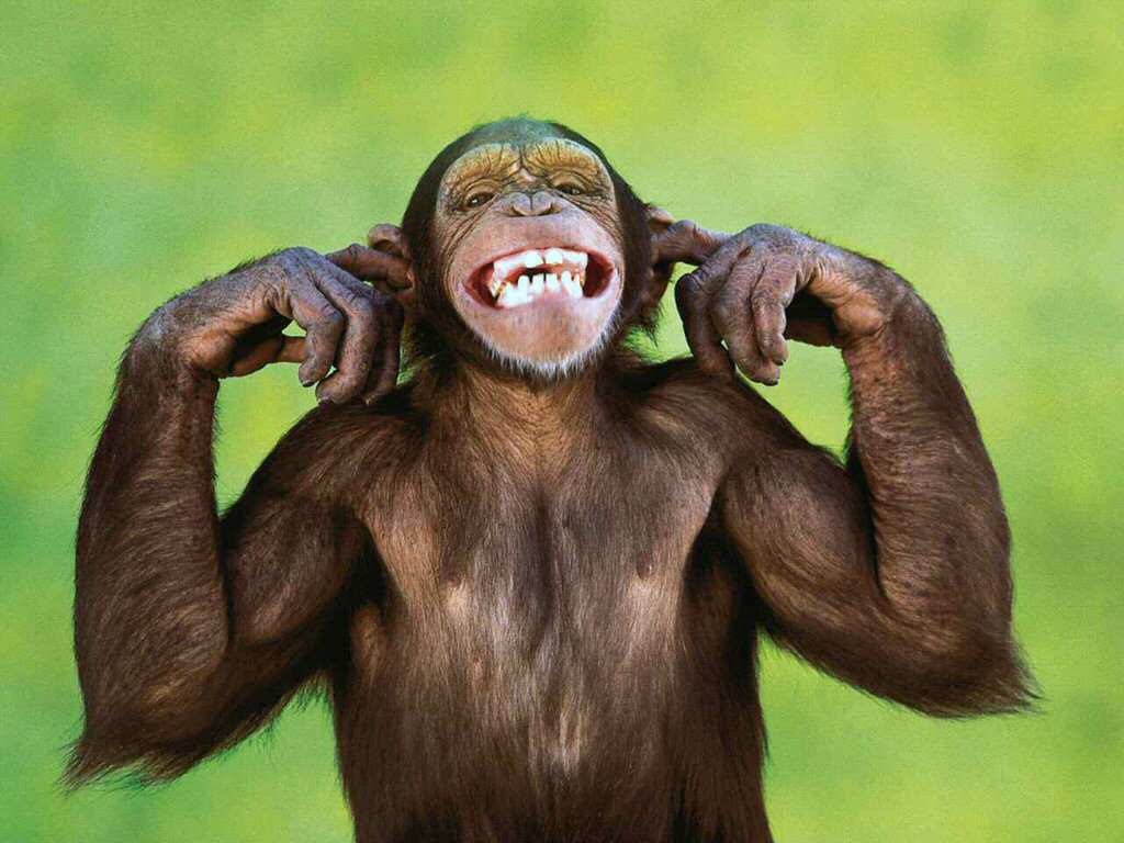 monkey with fingers in ears Blank Meme Template