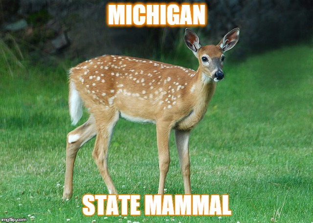 MICHIGAN | MICHIGAN; STATE MAMMAL | image tagged in michigan state | made w/ Imgflip meme maker