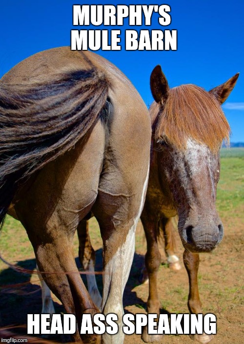 Prank phone calls | MURPHY'S MULE BARN; HEAD ASS SPEAKING | image tagged in horse ass and head,funny memes,pranks,sorry wrong number | made w/ Imgflip meme maker