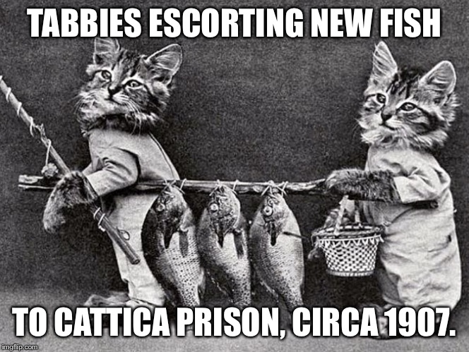 Ancient Feline Fun | TABBIES ESCORTING NEW FISH; TO CATTICA PRISON, CIRCA 1907. | image tagged in ancient feline fun | made w/ Imgflip meme maker