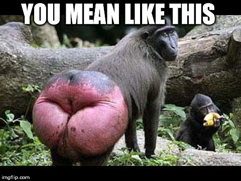 baboon | YOU MEAN LIKE THIS | image tagged in baboon | made w/ Imgflip meme maker