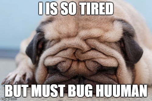 I is so tired | I IS SO TIRED; BUT MUST BUG HUUMAN | image tagged in dogs,bulldogs | made w/ Imgflip meme maker