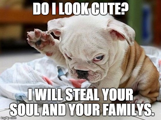 grr | DO I LOOK CUTE? I WILL STEAL YOUR SOUL AND YOUR FAMILYS. | image tagged in dogs,bulldogs,cute,funny | made w/ Imgflip meme maker