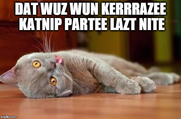 Dat Partee | DAT WUZ WUN KERRRAZEE KATNIP PARTEE LAZT NITE | image tagged in dead cat,catnip party,cute,kitty | made w/ Imgflip meme maker