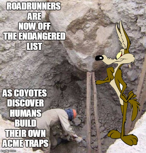 meep meep | ROADRUNNERS ARE NOW OFF THE ENDANGERED LIST; AS COYOTES DISCOVER HUMANS BUILD THEIR OWN ACME TRAPS | image tagged in memes,wile e coyote,funny | made w/ Imgflip meme maker