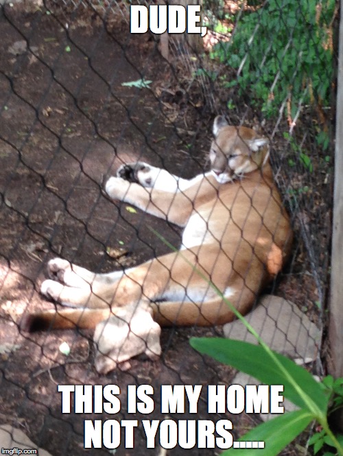 This not yours... | DUDE, THIS IS MY HOME NOT YOURS..... | image tagged in funny memes,tiger | made w/ Imgflip meme maker