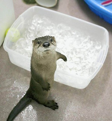 High Quality water otter  Blank Meme Template