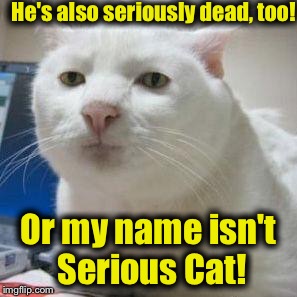 Serious Cat 1 | He's also seriously dead, too! Or my name isn't Serious Cat! | image tagged in serious cat 1 | made w/ Imgflip meme maker
