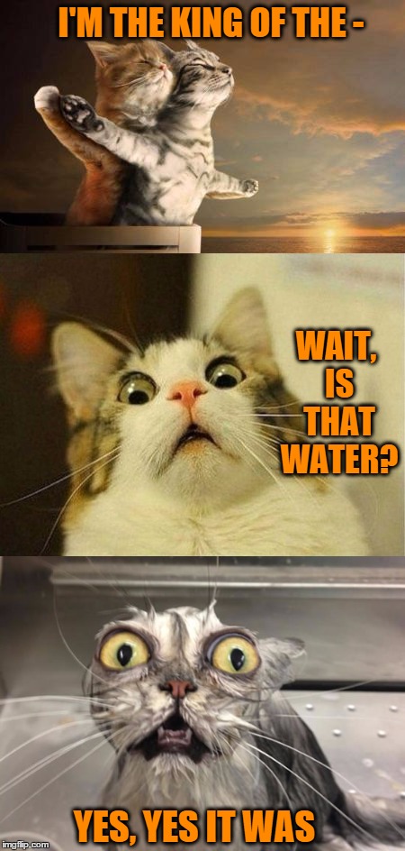 Cats of the Titanic |  I'M THE KING OF THE -; WAIT, IS THAT WATER? YES, YES IT WAS | image tagged in titanic,cute,cats,kittens,water,memes | made w/ Imgflip meme maker