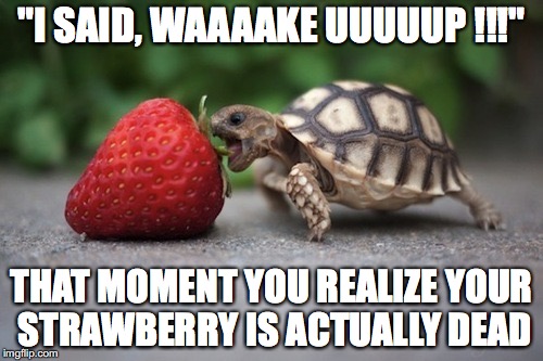 Turtle with Strawberry | "I SAID, WAAAAKE UUUUUP !!!"; THAT MOMENT YOU REALIZE YOUR STRAWBERRY IS ACTUALLY DEAD | image tagged in turtle with strawberry | made w/ Imgflip meme maker