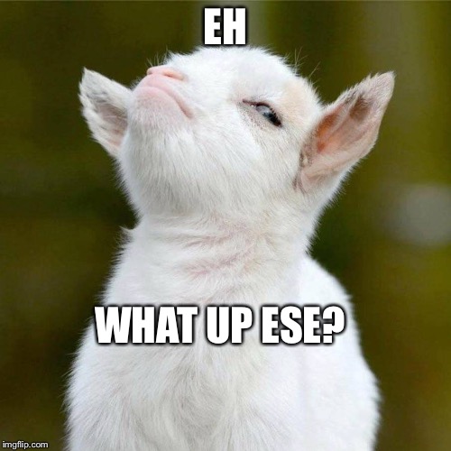 What up | EH; WHAT UP ESE? | image tagged in goat | made w/ Imgflip meme maker