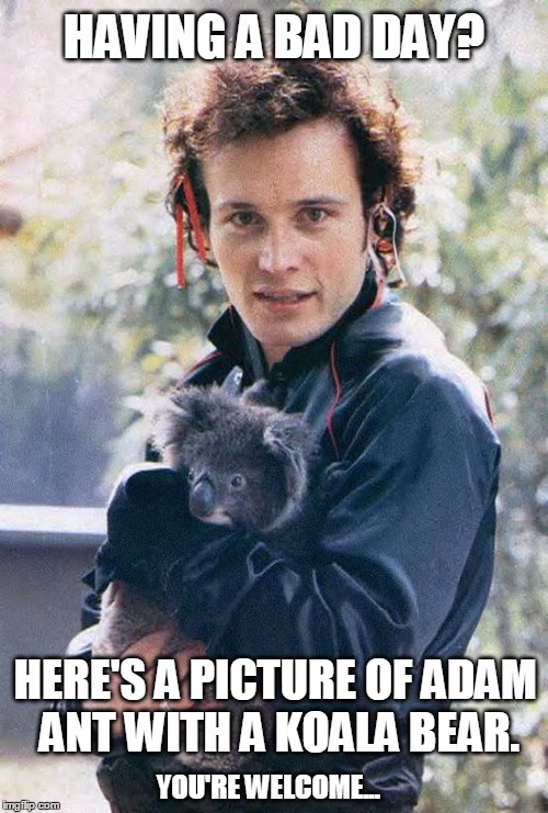 Having a bad day? | HAVING A BAD DAY? HERE'S A PICTURE OF ADAM ANT WITH A KOALA BEAR. YOU'RE WELCOME... | image tagged in fun,bad day,adam ant | made w/ Imgflip meme maker