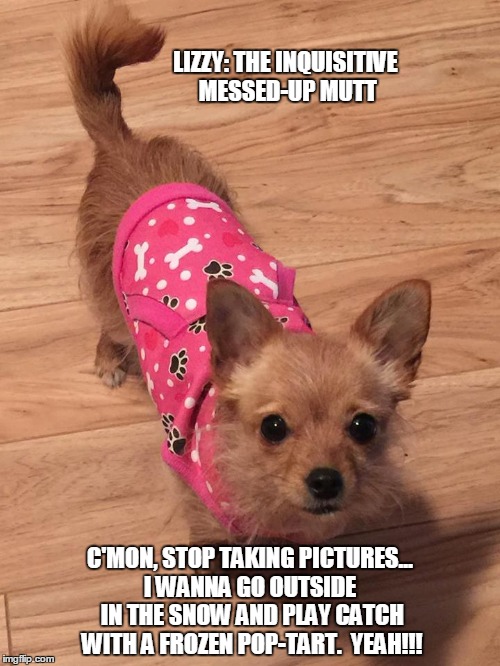 Lizzy: The inquisitive Messed-Up Mutt. | LIZZY: THE INQUISITIVE MESSED-UP MUTT; C'MON, STOP TAKING PICTURES... I WANNA GO OUTSIDE  IN THE SNOW AND PLAY CATCH WITH A FROZEN POP-TART.  YEAH!!! | image tagged in funny memes,funny dogs,memes,dogs | made w/ Imgflip meme maker