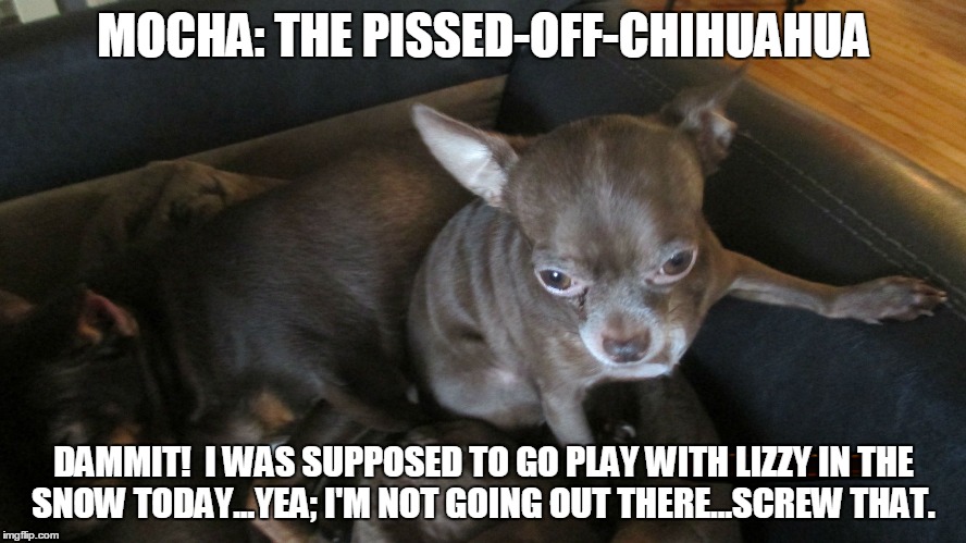 Mocha: The Pissed-Off-Chihuahua. | MOCHA: THE PISSED-OFF-CHIHUAHUA; DAMMIT!  I WAS SUPPOSED TO GO PLAY WITH LIZZY IN THE SNOW TODAY...YEA; I'M NOT GOING OUT THERE...SCREW THAT. | image tagged in funny dogs,funny,funny memes,dogs,funny chihuahua | made w/ Imgflip meme maker