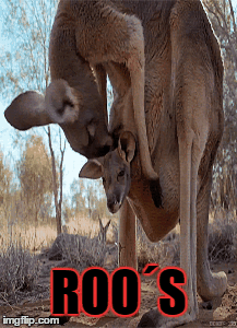roo´s | image tagged in gifs | made w/ Imgflip images-to-gif maker
