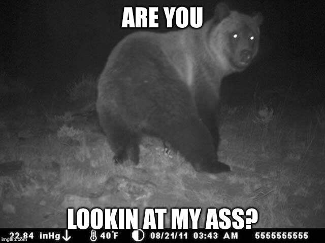 Are you lookin at my ass? | ARE YOU; LOOKIN AT MY ASS? | image tagged in bear | made w/ Imgflip meme maker