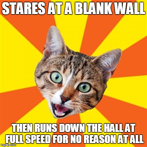 Cats see things we don't. Truth. | STARES AT A BLANK WALL; THEN RUNS DOWN THE HALL AT FULL SPEED FOR NO REASON AT ALL | image tagged in memes,bad advice cat | made w/ Imgflip meme maker