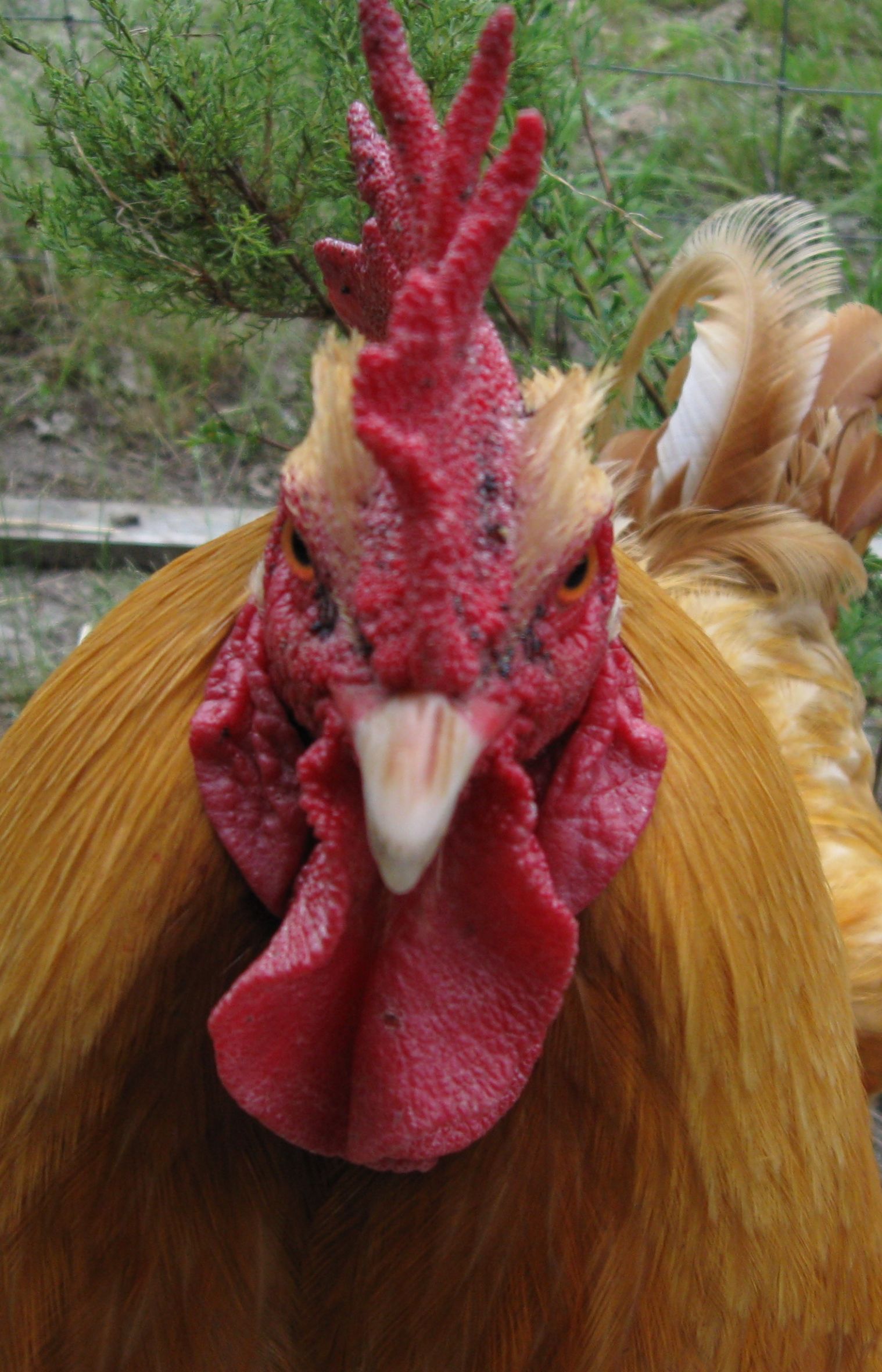 High Quality Rooster Be Mad Blank Meme Template