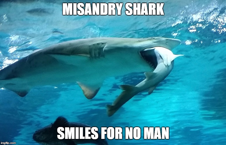MISANDRY SHARK; SMILES FOR NO MAN | image tagged in misandryshark | made w/ Imgflip meme maker