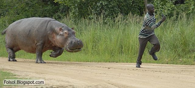 High Quality Hippo chasing man Blank Meme Template