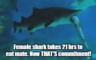 Female shark is committed to mate | Female shark takes 21 hrs to eat mate. Now THAT'S commitment! | image tagged in shark eats mate,funny memes,relationships | made w/ Imgflip meme maker
