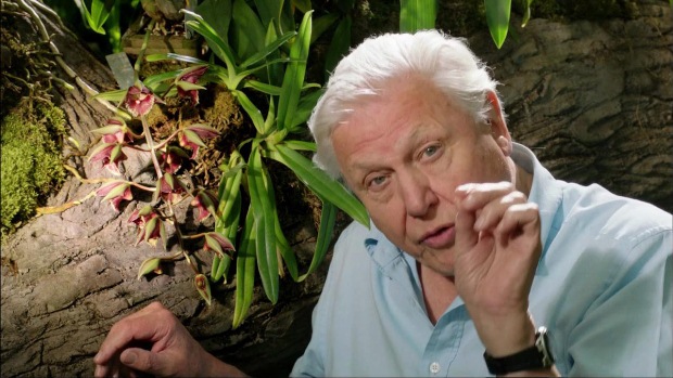 High Quality David Attenborough Blank Meme Template