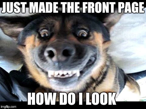 Happy dog | JUST MADE THE FRONT PAGE; HOW DO I LOOK | image tagged in happy,dog,meme | made w/ Imgflip meme maker