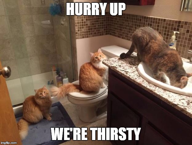HURRY UP; WE'RE THIRSTY | image tagged in cats | made w/ Imgflip meme maker