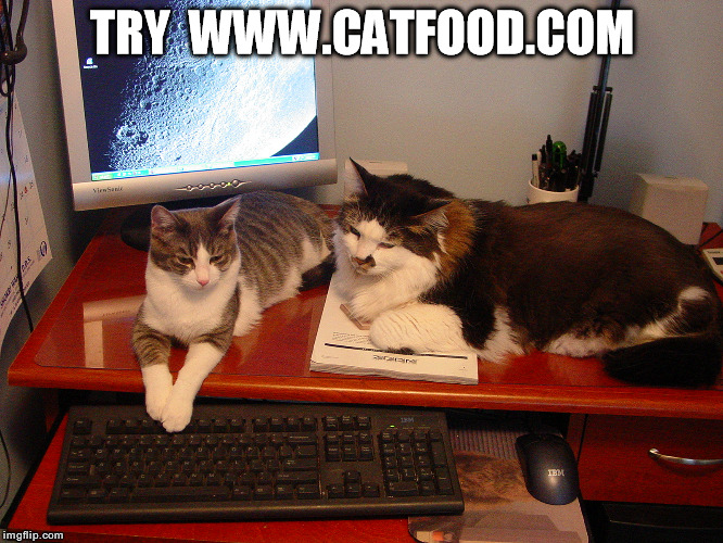 Cat food | TRY  WWW.CATFOOD.COM | image tagged in cat,food | made w/ Imgflip meme maker