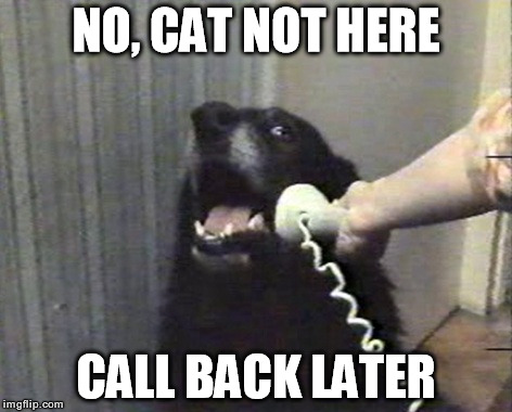 Cat not here | NO, CAT NOT HERE; CALL BACK LATER | image tagged in hello this is dog | made w/ Imgflip meme maker